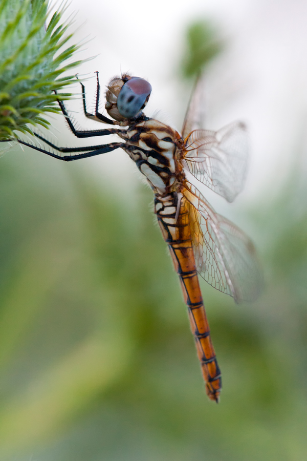 Libellula