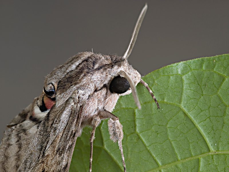 sfingide del convolvolo