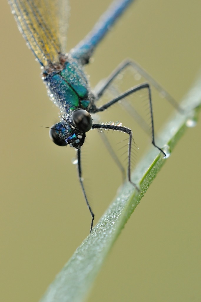 Calopteryx Splendens