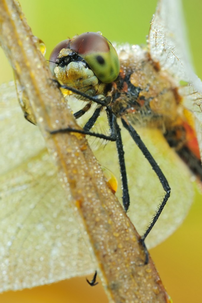 Sympetrum Sanguineum