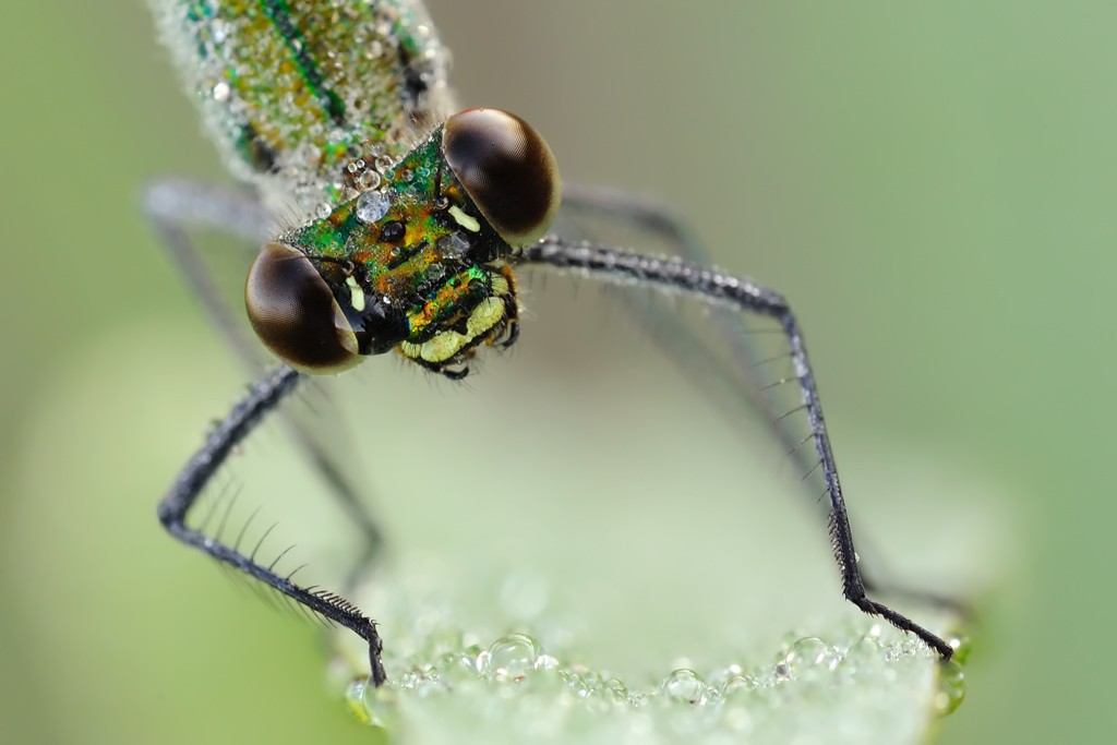 Calopteryx Splendens