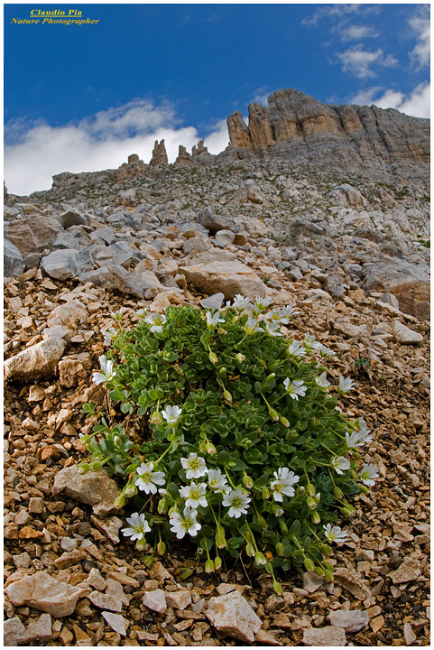 Cerastium latifolium