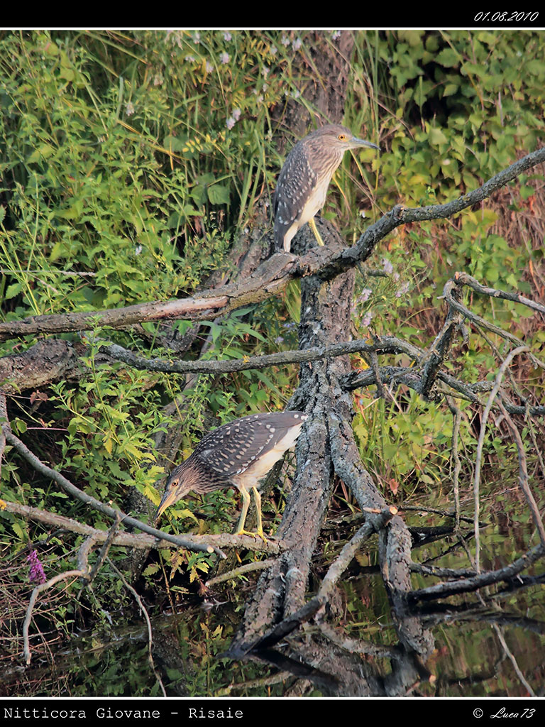 Nitticora # 9 - Giovane [double]