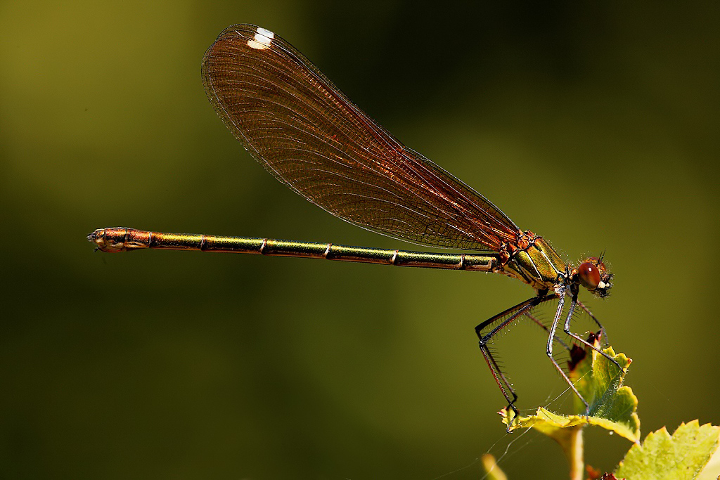 ...Vista Da Vicino...!!!