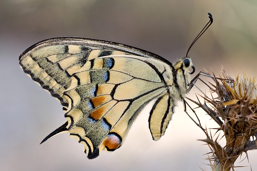 Papilio machaon - Punti di vista (serie)