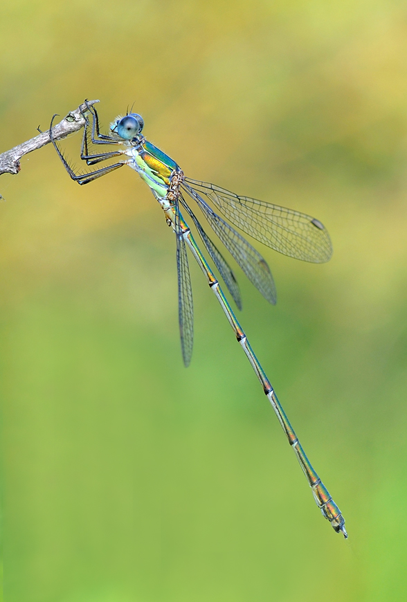 lestes viridis