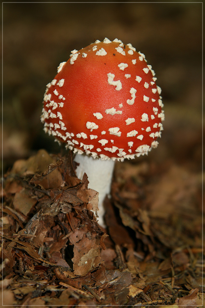amanita