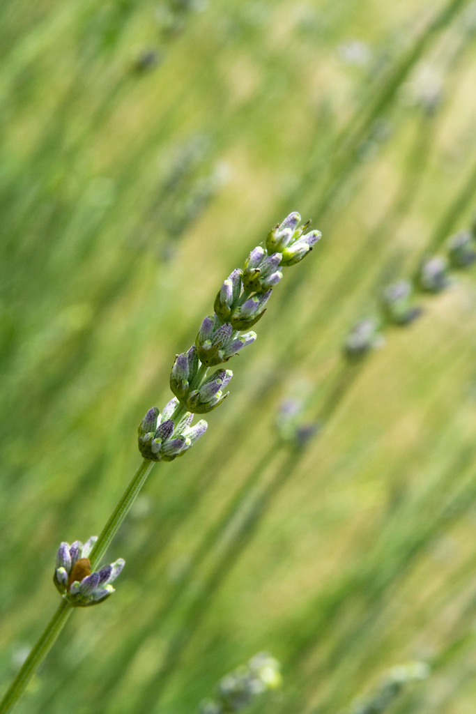 Lavanda