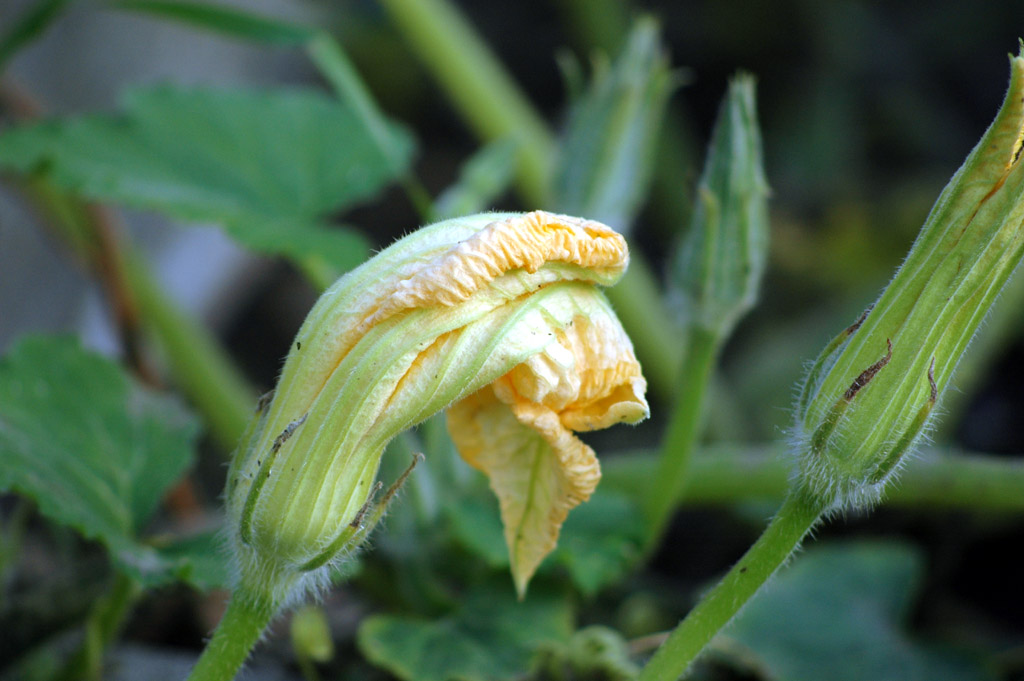 fiore di zucchina
