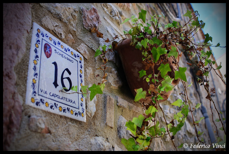 scheggino (tr) particolare