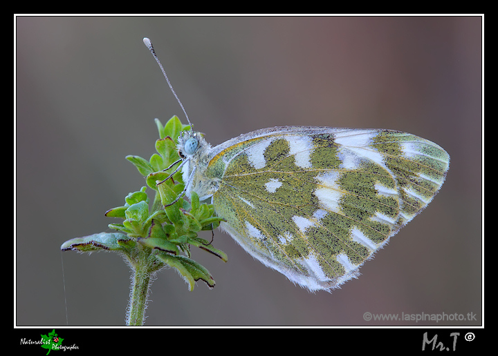 ...Pontia daplidice...