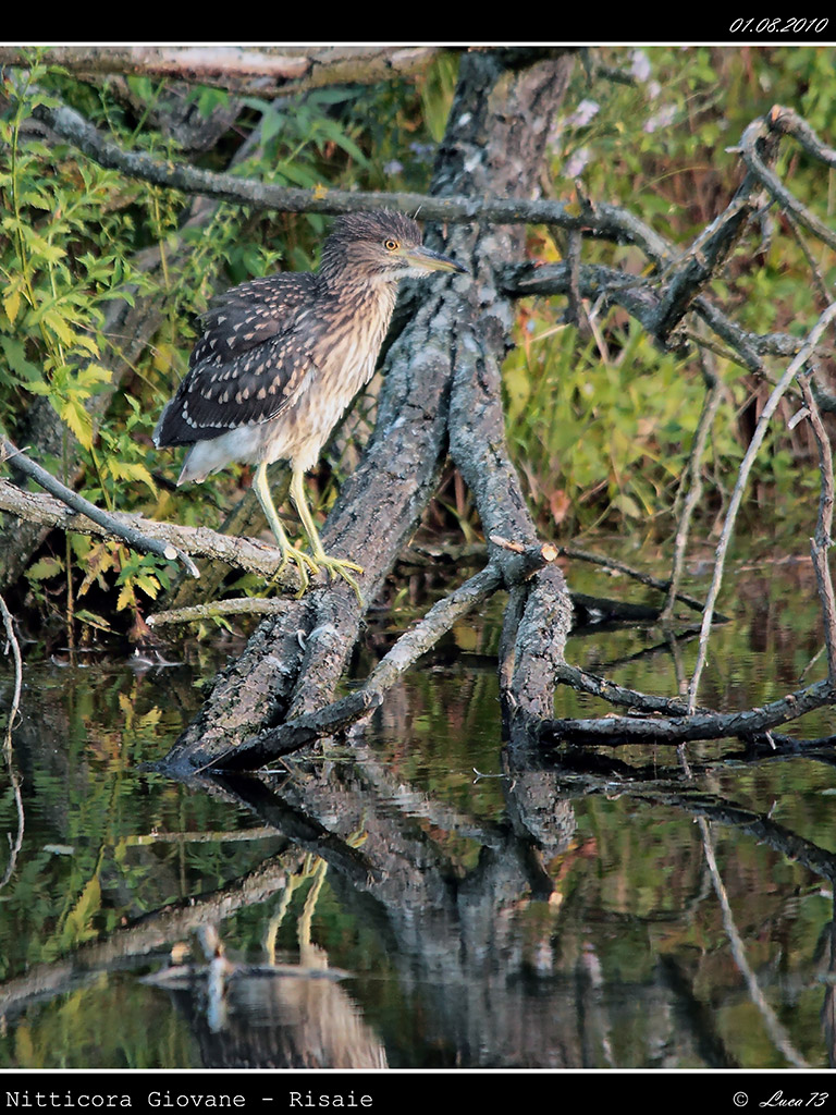 Nitticora # 10 - Giovane