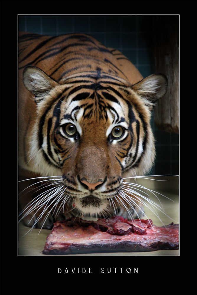 Non provare a rubarmi la cena!