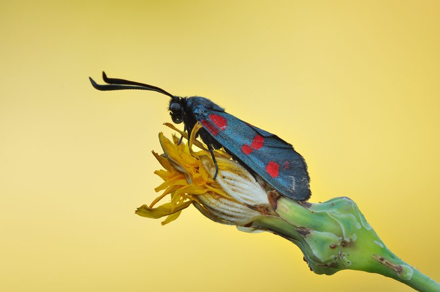 ZYGAENA PUNCTUM..