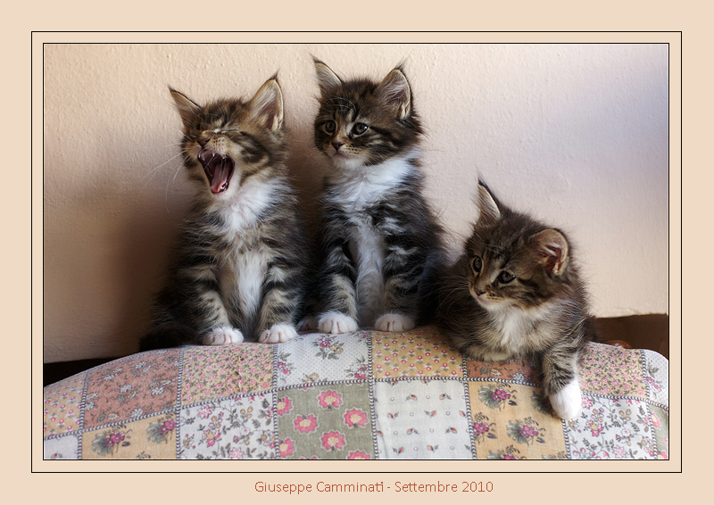 Le altre tre di sei.