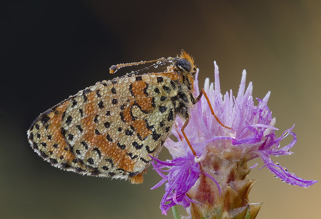 Melitea bagnata farfalla fotunata