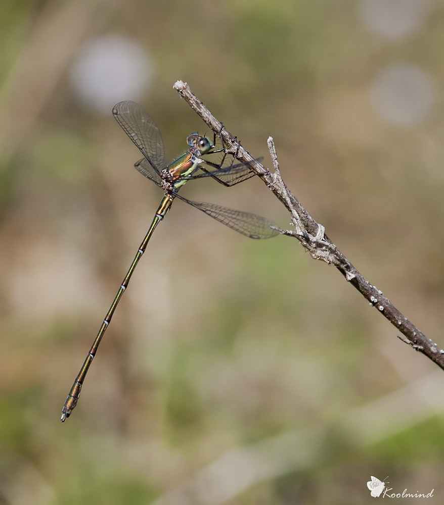 Lestes Viridis (credo)