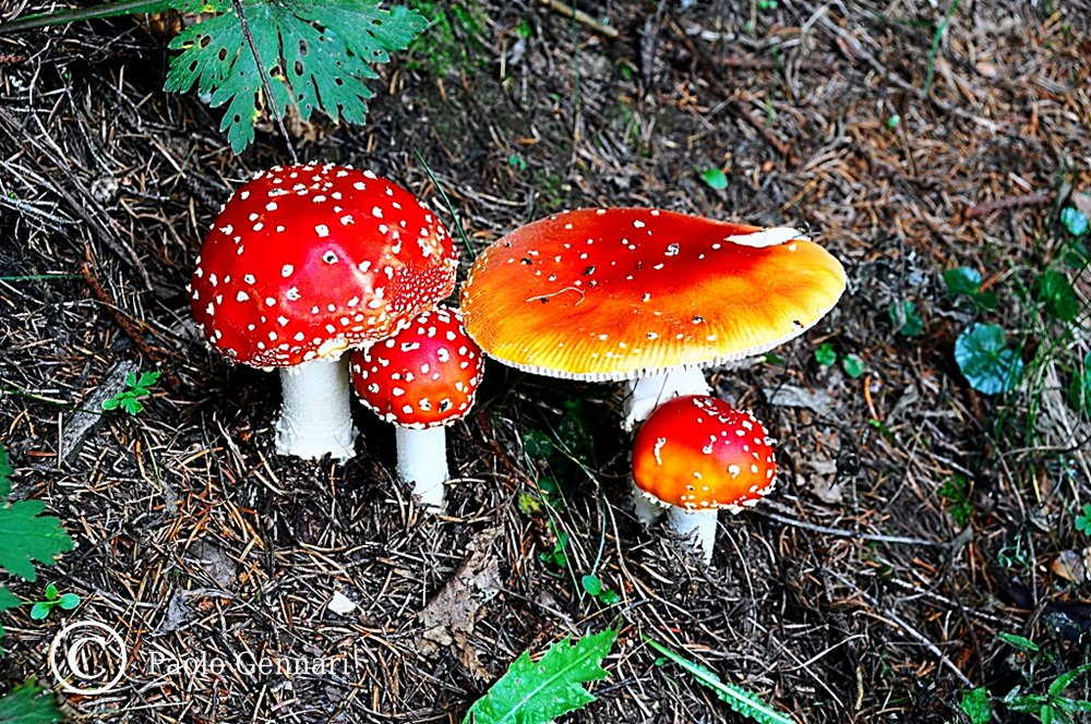 amanita muscaria