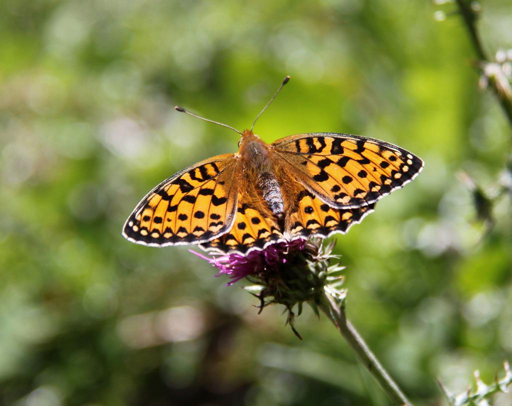 leggera come una.....