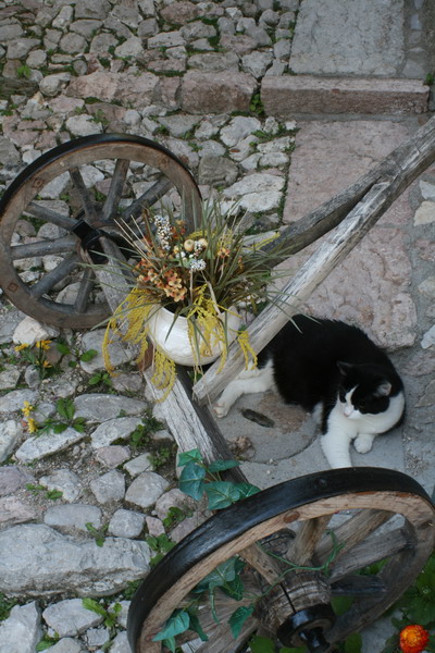 Siesta