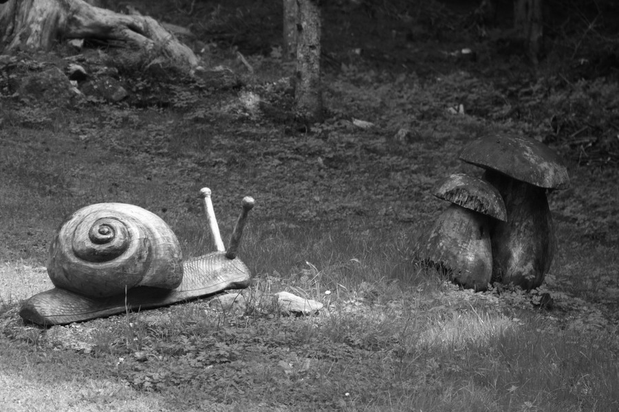 Lentamente nel sottobosco