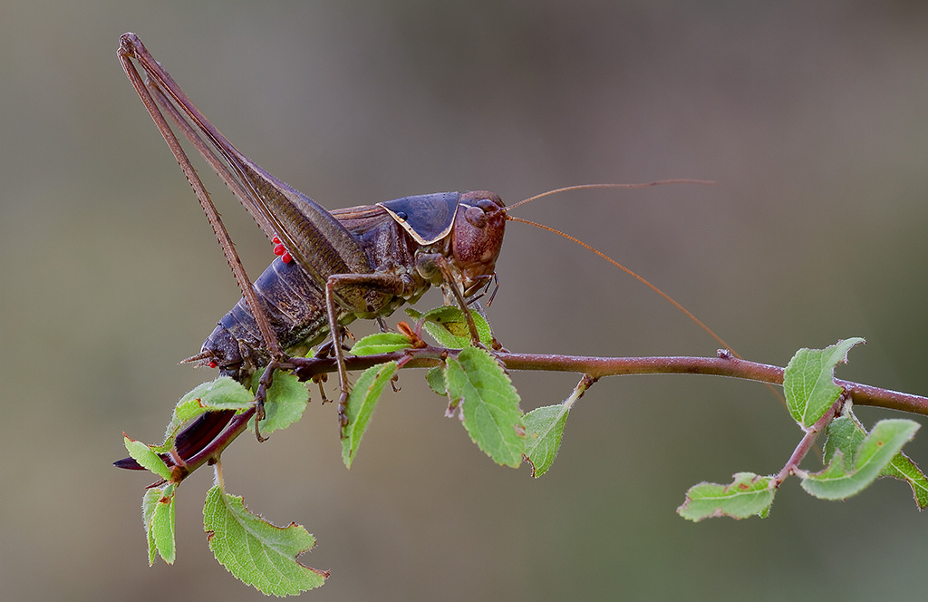 Tettigonia da "combattimento"