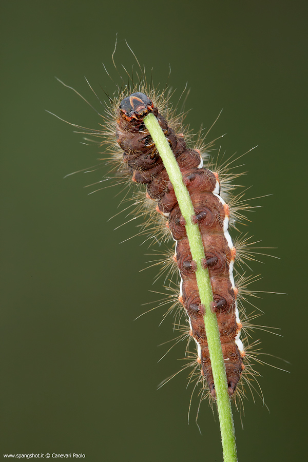 Bruco Melitea