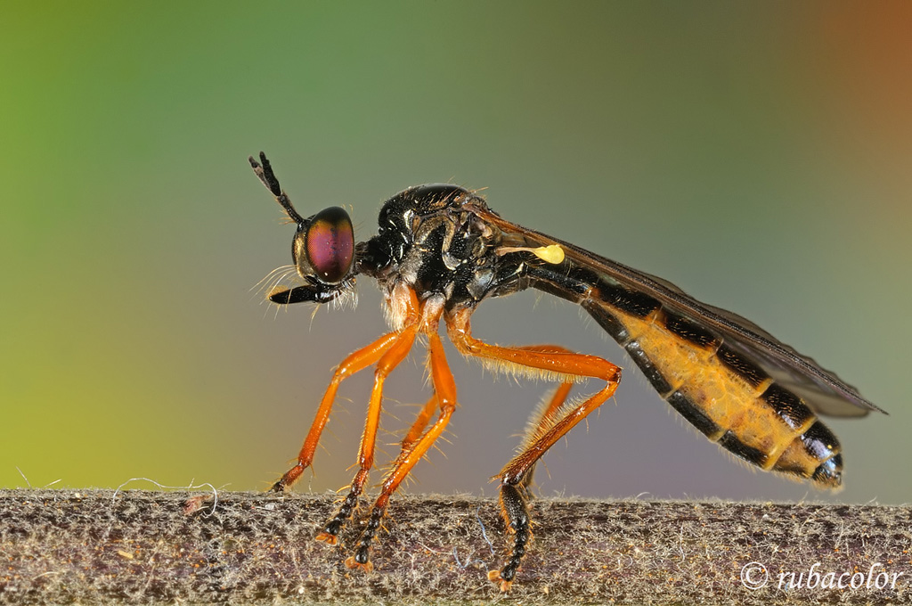 L'eleganza di un moschino