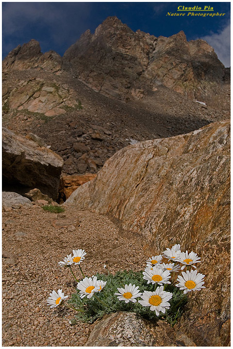 Leucanthemopsis alpina