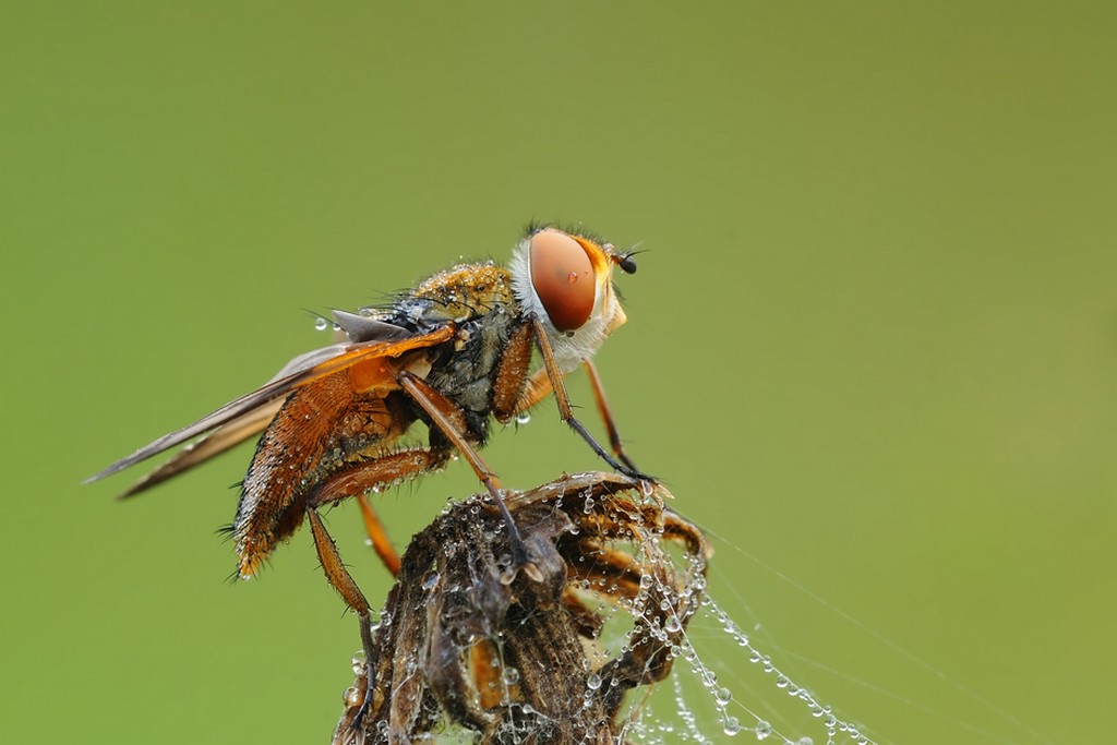 Ectophasia Crassipennis