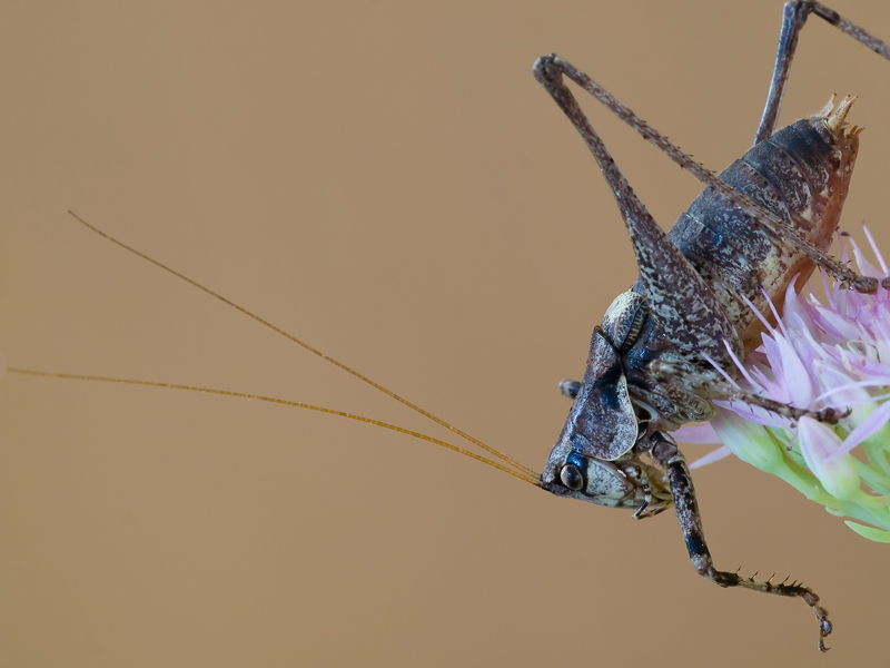 proprietario dei.....fendinebbia