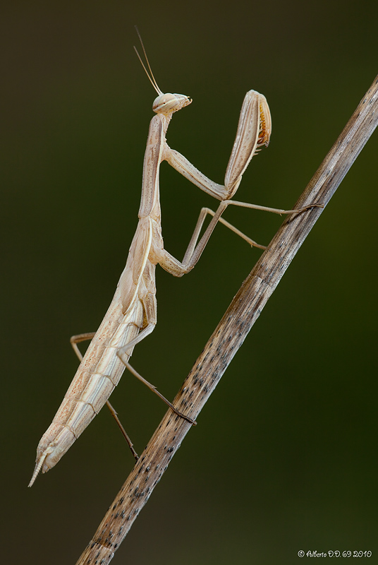 ...Hexapoda Mantodea Mantidae Iris oratoria...