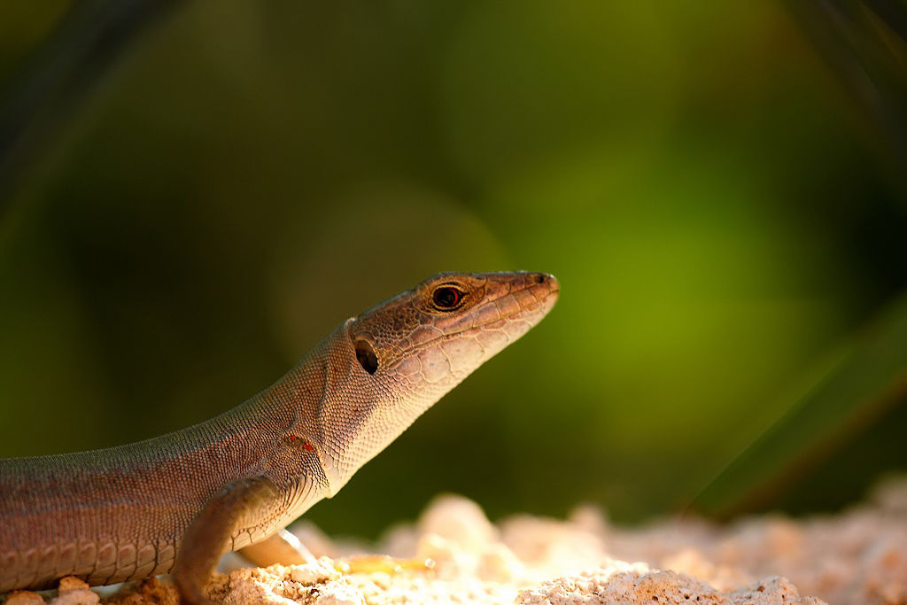 ...Lampada Abbronzante...!!!