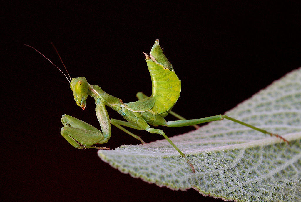 ...Sfondo Nero...!!!