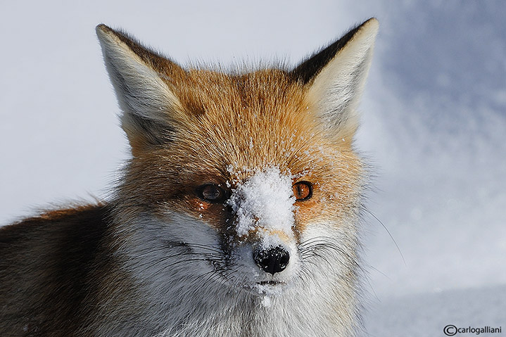 Ritratto alla volpe