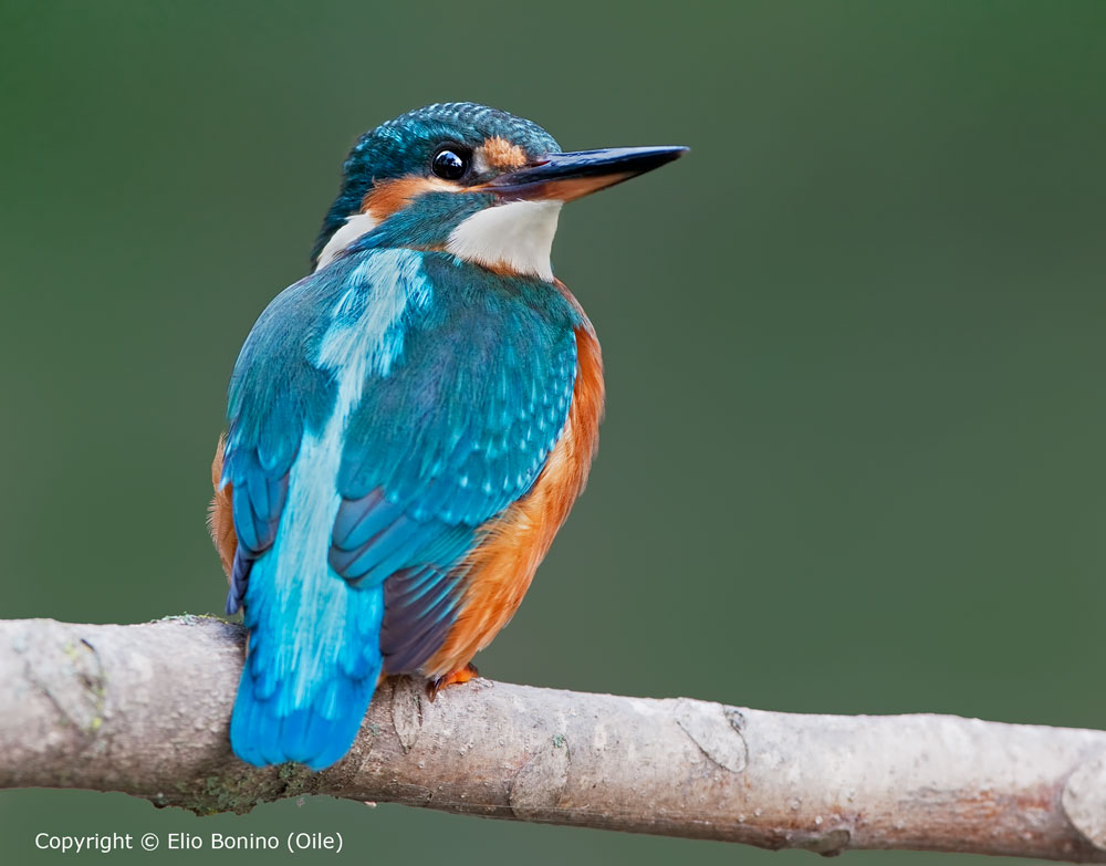 Martin pescatore comune (Alcedo atthis) - femmina -piove