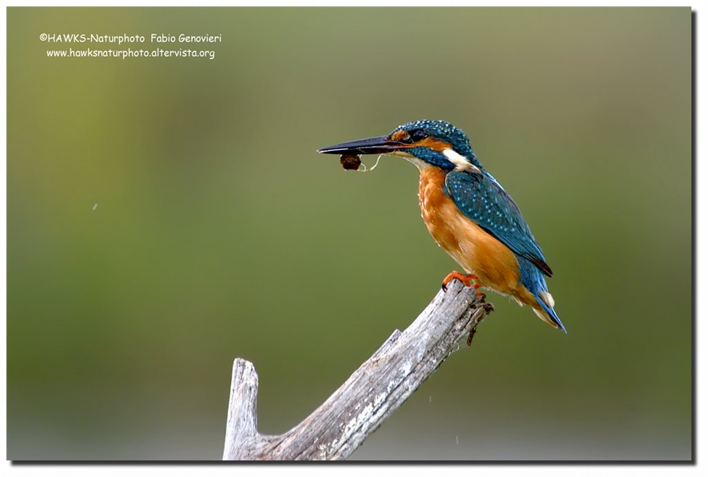 Martino sotto la pioggia