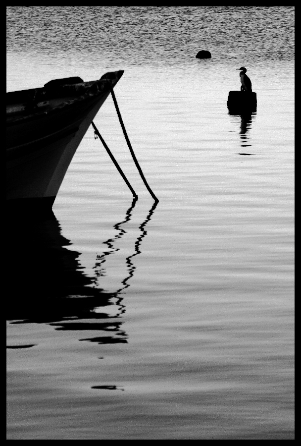 barche  e  cormorani