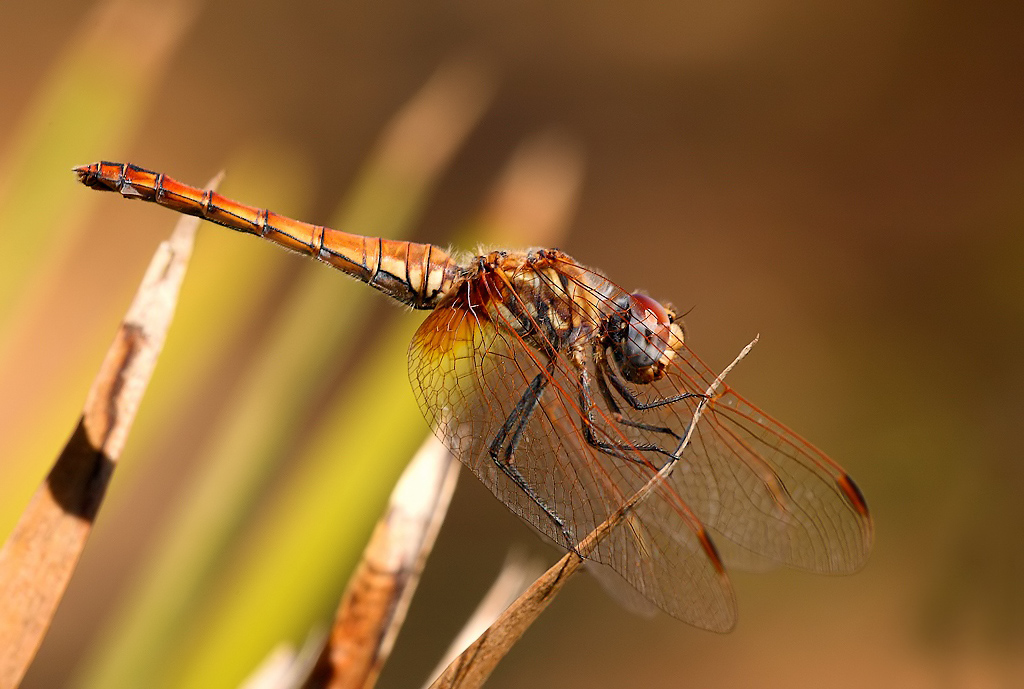 ...Lei Non Si Punge...!!!