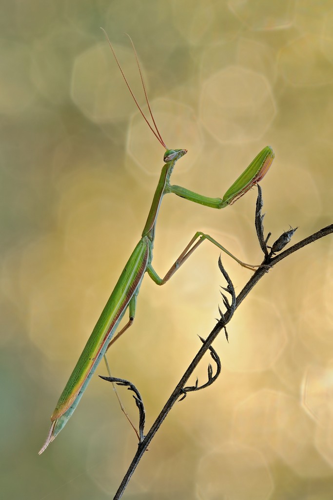 Mantis Religiosa