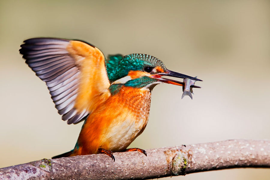 Martin pescatore comune (Alcedo atthis) - femmina