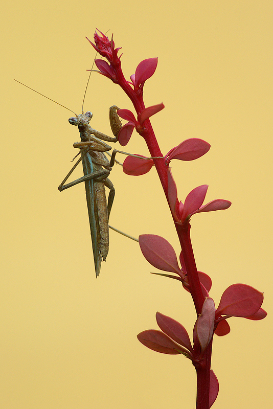 Mantis religiosa