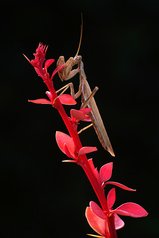 Mantis religiosa
