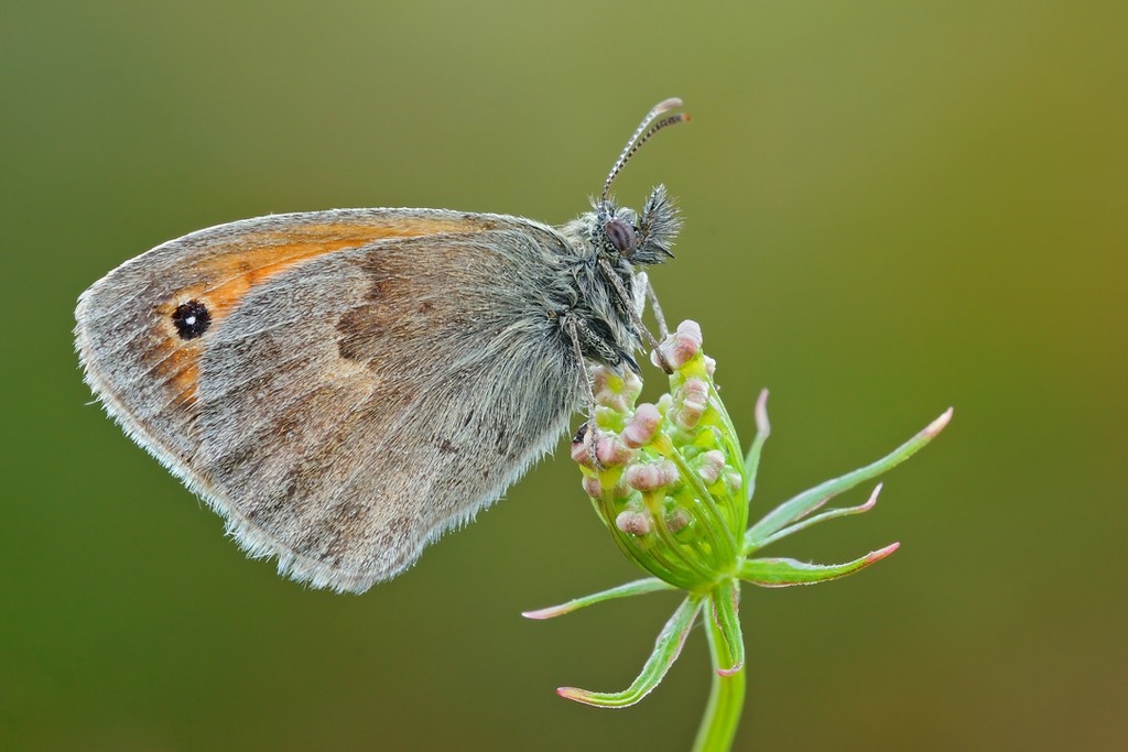 Coenonympha Pamphilus