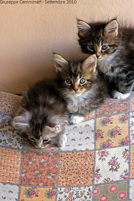 Tre gattini sul sof�.