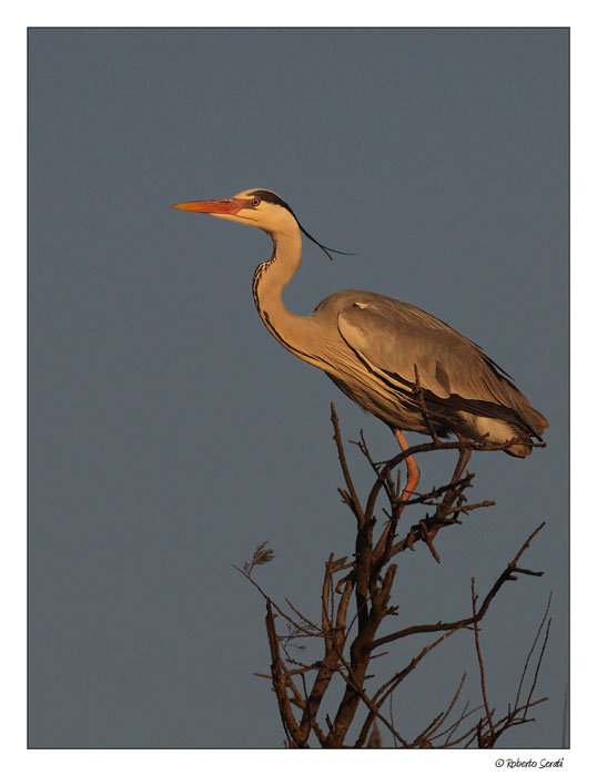 Cenerino al tramonto