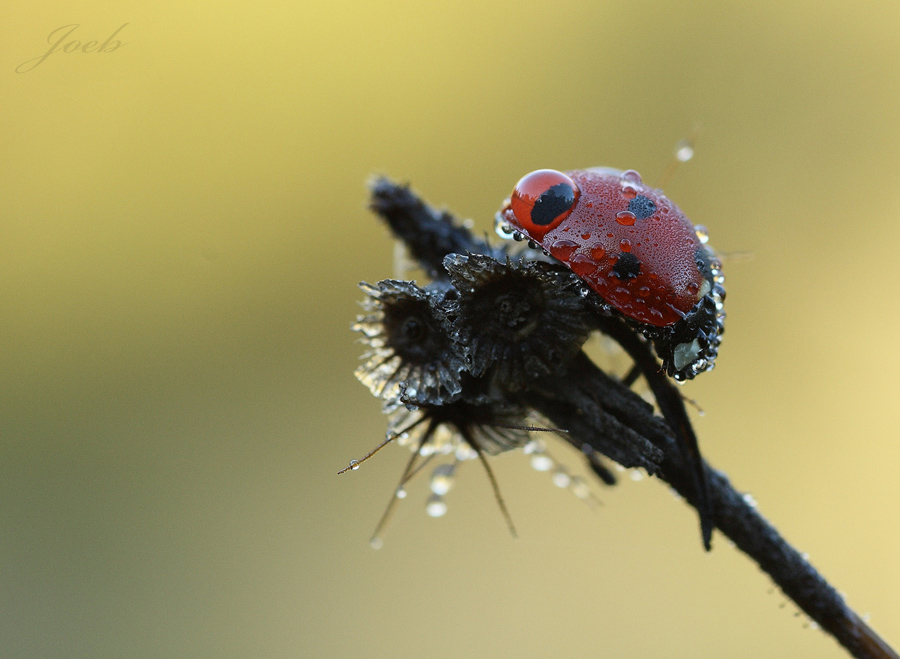 'Azz...! L'ho preso di cu...