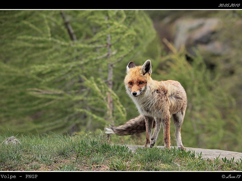 Volpe PNGP # 22 - Nel Vento