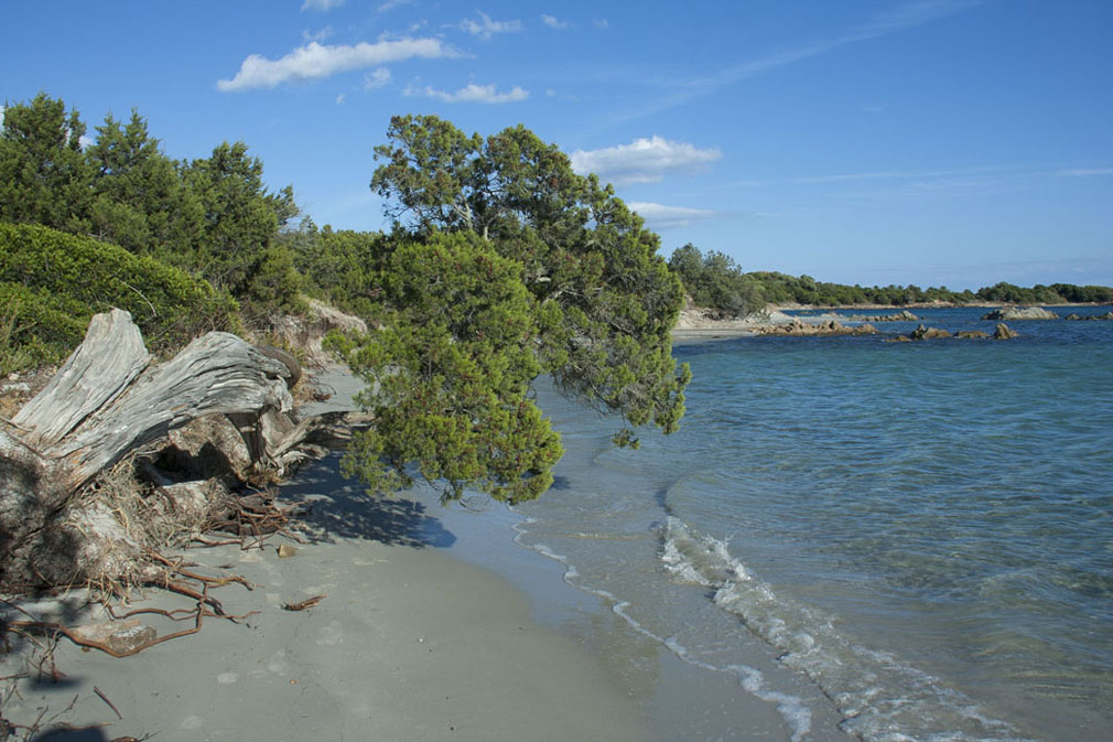 Spiaggia di Puntaldia ,  L'albero cadente