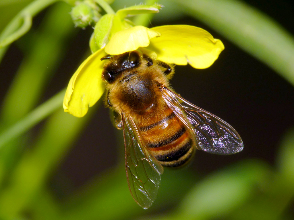 Ape su fiore di rucola